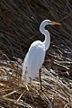 Great Egret in breeding plumage (Ardea alba)