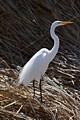 Great Egret in breeding plumage (Ardea alba)