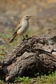 Bewicks Wren (Thryomanes bewickii)