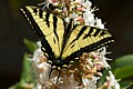 Tiger Swallowtail