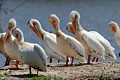 American White Pelicans