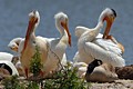 American White Pelicans