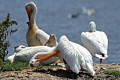 American White Pelicans