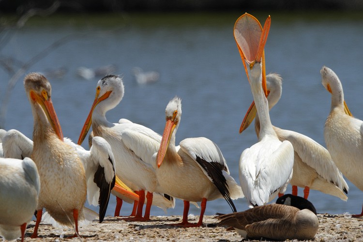 American White Pelicans