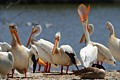 American White Pelicans