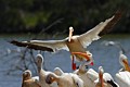 American White Pelicans