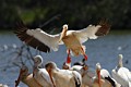 American White Pelicans