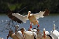 American White Pelicans