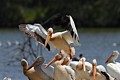 American White Pelicans