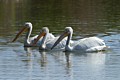 American White Pelicans (male)