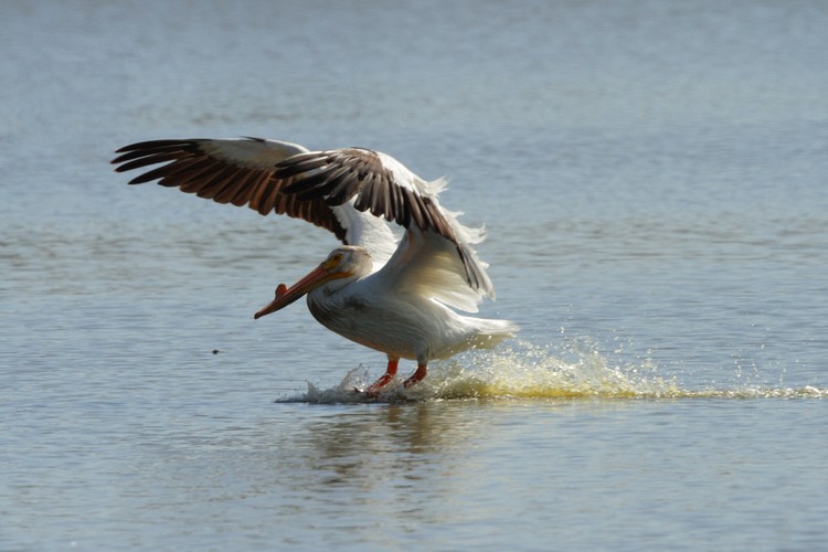 American White Pelican (male) - landing