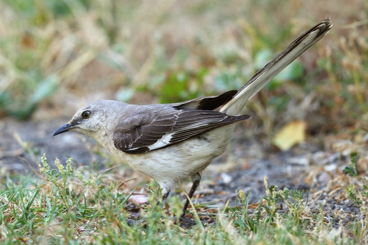 Northern Mockingbird