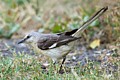 Northern Mockingbird