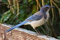 Scrub Jay