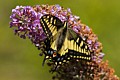 Western Tiger Swallowtail