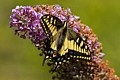 Western Tiger Swallowtail