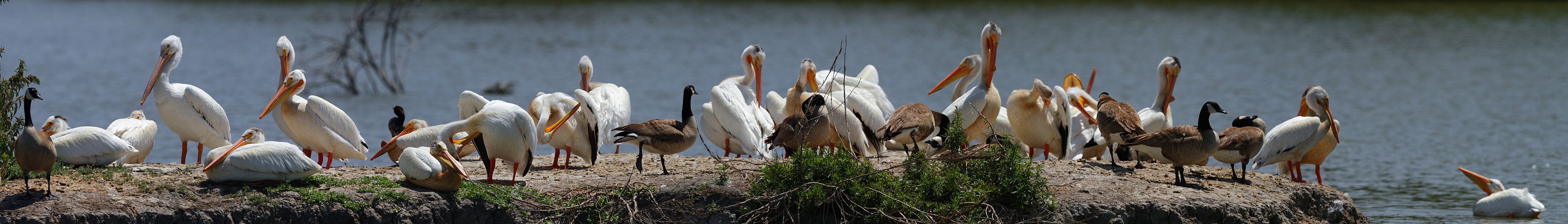 Pelican-a-rama