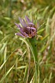 Purple Salsify (Tragopogon porrifolius)