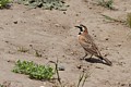 Horned Lark (Eremophila alpestris)