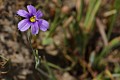 Blue-eyed Grass