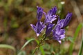 Ithuriel`s Spear (Triteleia laxa)