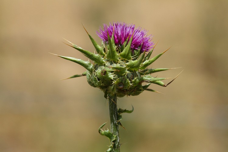 Venus Thistle