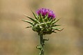 Venus Thistle