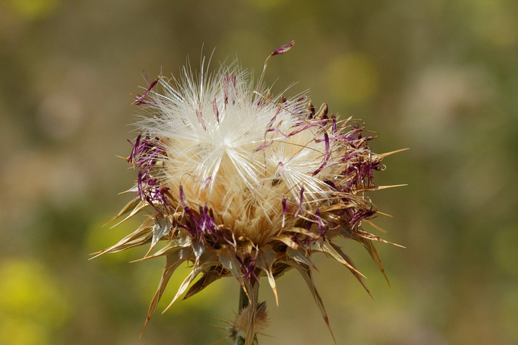 Venus Thistle