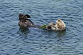 California sea otter