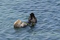 California sea otter