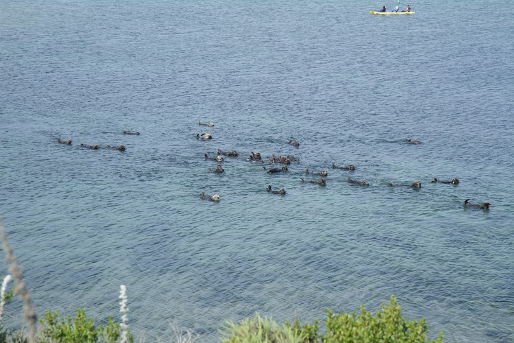 California sea otters