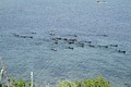 California sea otters