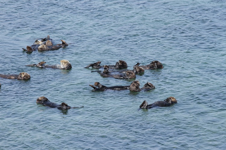 California sea otters