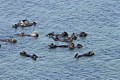 California sea otters