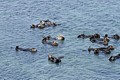 California sea otters