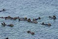 California sea otters