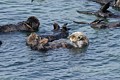 California sea otters