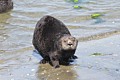 California sea otter