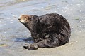 California sea otter