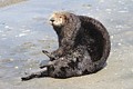 California sea otter