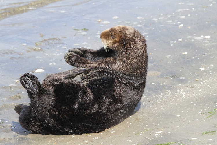 California sea otter