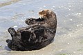 California sea otter