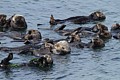 California sea otters