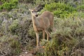 Black-tailed deer