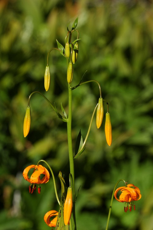 Tiger Lilies