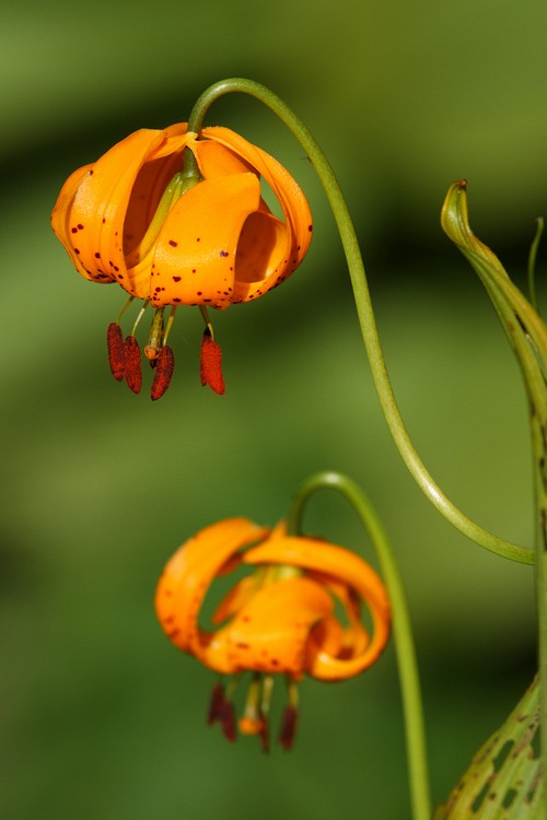 Tiger Lilies