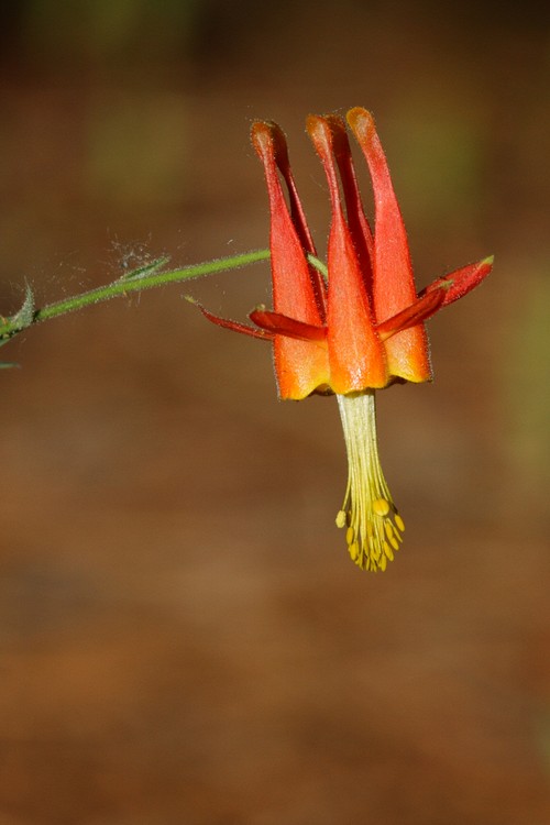 Crimson Columbine