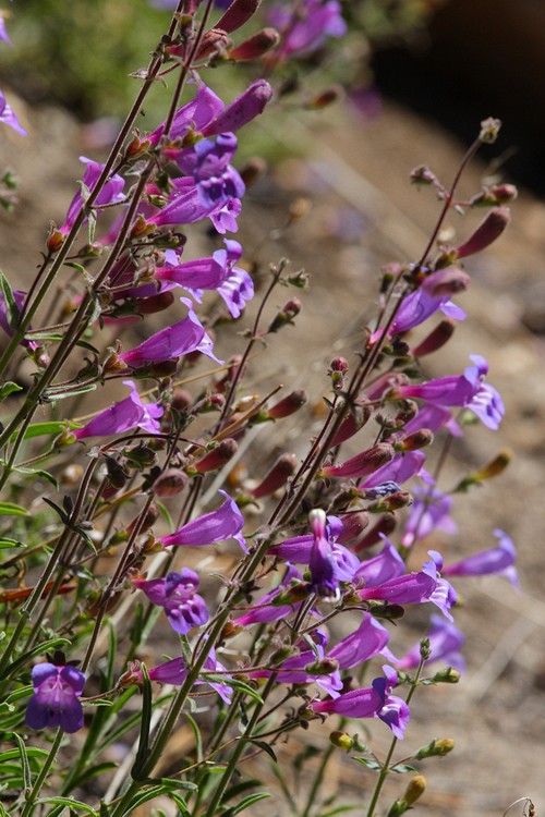 Penstemon