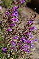 Penstemon