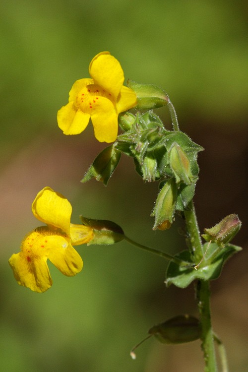Primrose Monkeyflower